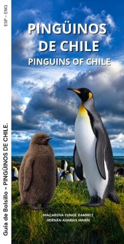 PINGÜINOS DE CHILE
