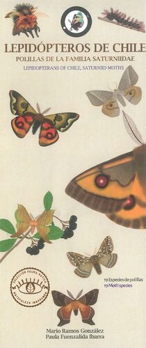 LEPIDOPTEROS DE CHILE