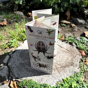 ARACNIDOS DE CHILE ZONA CENTRAL