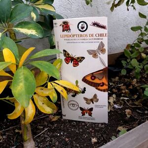 LEPIDOPTEROS DE CHILE. FAMILIA SATURNIIDAE